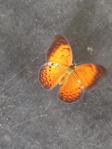 Animales en el hotel o alrededores