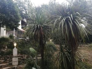 un jardín con dos palmeras en un patio en La Mhirabelle, en Saint-Paul-de-Vence