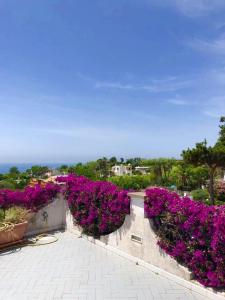 Ein paar lila Blumen auf der Seite eines Gebäudes in der Unterkunft CASA VACANZE 'LA BOUGANVILLEA' FORIO ISCHIA in Ischia