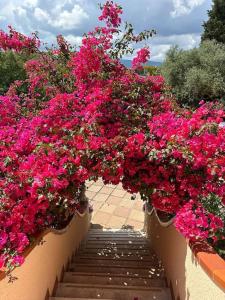 Ein Haufen rosa Blumen auf einer Treppe in der Unterkunft Casa Vacanze La Brii in Iglesias