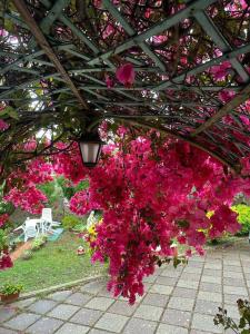 a bunch of pink flowers hanging from a pergola at Casa Vacanze La Brii in Iglesias