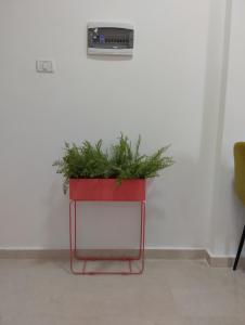 uma planta num vaso vermelho contra uma parede branca em פטל em Bersebá
