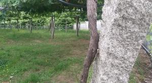 Ogród w obiekcie Casita con encanto entre viñedos