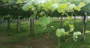 Ogród w obiekcie Casita con encanto entre viñedos