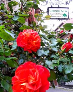 zwei rote Rosen auf einem Busch vor einem Schild in der Unterkunft Gästehaus Grüner Baum in Sankt Martin