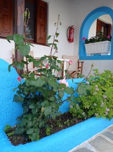 a plant in a garden in front of a house at Studios Ioanna Limnionas Samos in Ayía Kiriakí