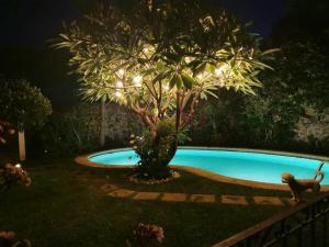 SOL Y SALSA bnb في كويرنافاكا: شجرة بها أضواء حول حمام السباحة في الليل