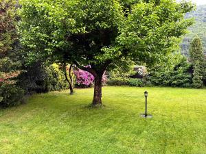 a tree in the middle of a lawn with a lamp at Casa Romana in Gambarogno