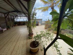 une terrasse avec des plantes en pot dans une serre dans l'établissement Résidences Gamly, à Mamoudzou