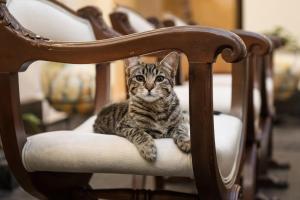 a cat is sitting on a chair at Casa Cavassa Centro Histórico Cusco in Cusco