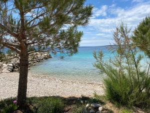 a beach with a pine tree and the ocean at Lili Rose Mandre Luxury Apartments in Mandre