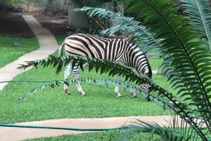 a zebra grazing in the grass next to a plant at Riverfront View - House on Blyde in Kampersrus AH