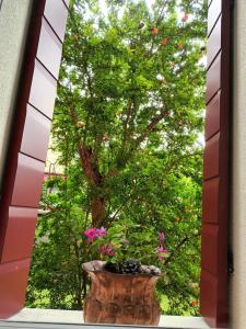 a window with a tree with pink flowers in a vase at Il melograno in Vittorio Veneto