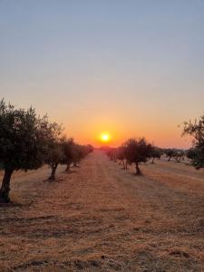 Figueira e BarrosにあるCasa da Avó Mirinhaの木の茂る畑の夕日