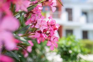 A garden outside The Olive Garden-Almyrida