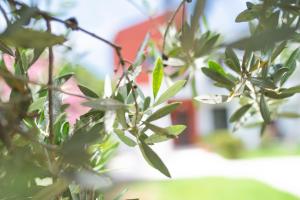 A garden outside The Olive Garden-Almyrida
