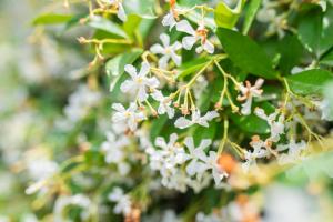 A garden outside The Olive Garden-Almyrida