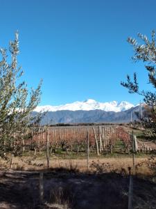 un viñedo con montañas cubiertas de nieve en el fondo en PATO BLANCO en Luján de Cuyo