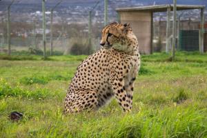 Άλλα ζώα σε αυτό το διαμέρισμα ή στη γύρω περιοχή
