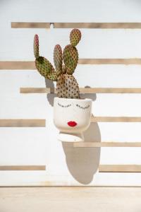 a cactus in a planter on a wall at Casa Ginebras in Bari