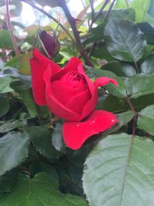 una rosa roja está creciendo en una planta en Keller´s Ferienwohnung an der Saale, en Schwarzenbach an der Saale