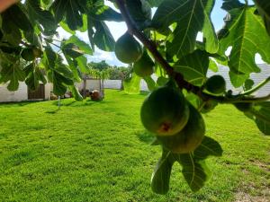 a bunch of green fruit hanging from a tree at Villa Capitani in Torre Canne