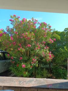 un árbol florido con flores rosas en un patio en Villa Pagar - with jacuzzi - Renovated in 2022 en Povljana