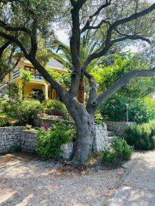 a tree in a yard next to a stone wall at Apartment Monte Rosa in Mali Lošinj