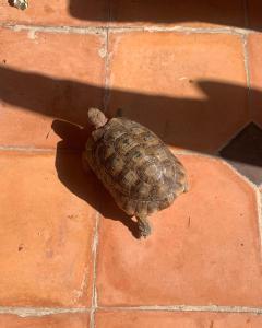 a small turtle walking on a brick sidewalk at Riad Sijane in Marrakech