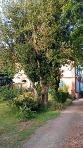 Ein Baum im Gras neben einer Straße in der Unterkunft Comme chez vous "pour 4 personnes" in Puycornet