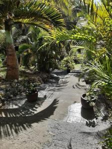 a garden with palm trees and a dirt road at 1 bungalow en bois type chalet in Sainte-Anne