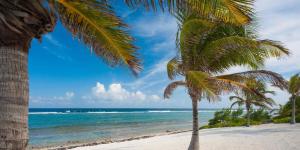 a beach with palm trees and the ocean at In Harmony by Grand Cayman Villas & Condos in Bodden Town