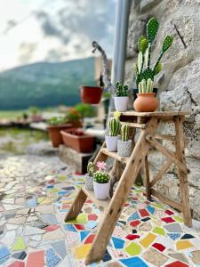 un tavolo con cactus e piante in vaso su un pavimento a mosaico di Rustic house Pojata a Njeguši