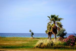 dos palmeras en un campo cerca del océano en Nafsika Suites, en Nea Moudania