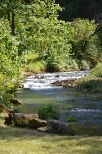 un ruscello d'acqua con alberi e rocce in una foresta di Moulin de la Cuse - Chambre La Cuse a Cusance