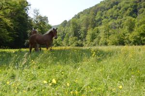 Altri animali domestici presso il bed & breakfast o nei dintorni