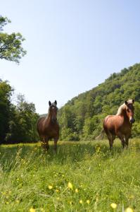 Altri animali domestici presso il bed & breakfast o nei dintorni