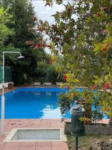 a blue swimming pool with a trash can next to a tree at Aurelia Antica Plaza Suite in Rome