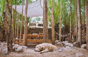 Foto dalla galleria di Raybo Hostel - Serene stay with 5 mins walk from the main market a Leh