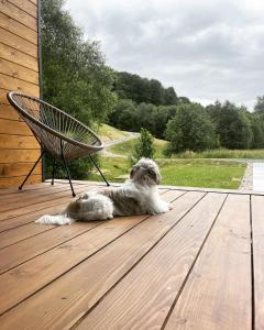 un chien couchant sur une terrasse à côté d'une chaise dans l'établissement Mini Valley House 1, à Sita Buzăului