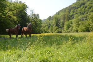 Altri animali domestici presso il bed & breakfast o nei dintorni