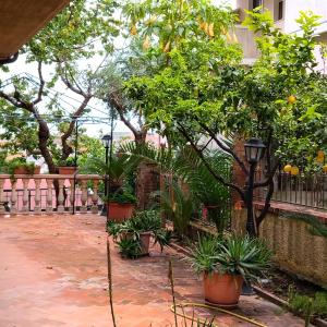 un cortile con alberi e piante in vaso e una recinzione di B&B VILLA RITA a Silvi Marina