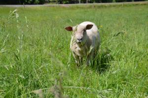 Altri animali domestici presso il bed & breakfast o nei dintorni