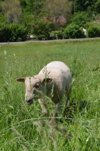 Altri animali domestici presso il bed & breakfast o nei dintorni