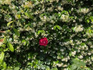 Giardino di Sensory Garden