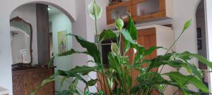 une grande plante verte dans une pièce avec un miroir dans l'établissement Apartment OAZA, à Kotor