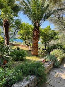 two palm trees in a garden with plants at Apartment Monte Rosa in Mali Lošinj