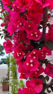 a bunch of pink flowers on a tree at Hotel Victoria Place in Anacapri