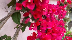 a bunch of pink flowers hanging from a wall at Hotel Victoria Place in Anacapri