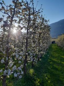 una fila de manzanos cubiertos de flores en Agriturismo Fiordimelo-Camere en Tirano